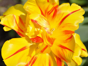 Картинка цветы тюльпаны