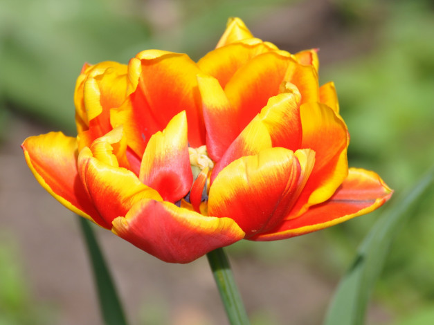 Обои картинки фото цветы, тюльпаны