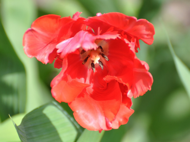 Обои картинки фото цветы, тюльпаны