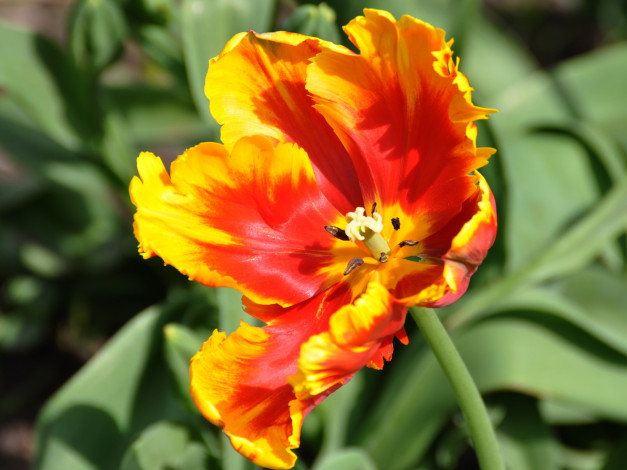 Обои картинки фото цветы, тюльпаны