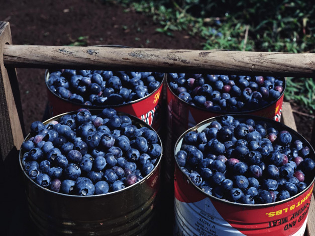 Обои картинки фото еда, голубика, черника