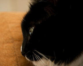 Картинка животные коты