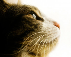 Картинка животные коты