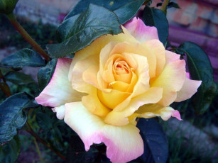 Картинка цветы розы