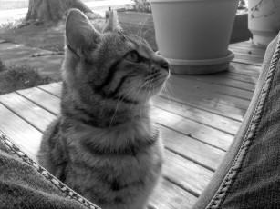 Картинка животные коты