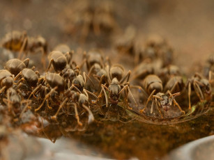 Картинка животные насекомые