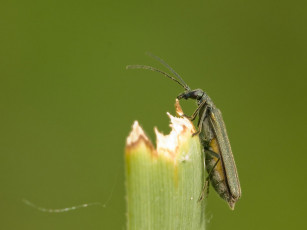 Картинка животные насекомые