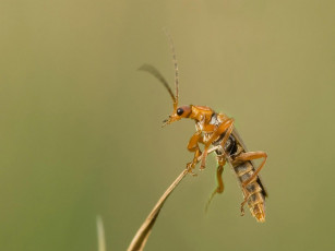 Картинка животные насекомые