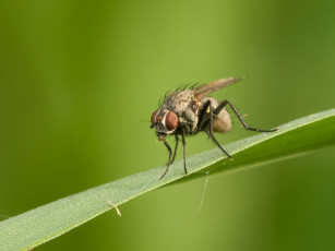 Картинка животные насекомые
