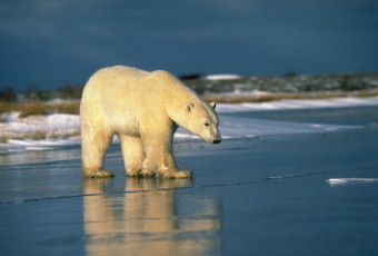 Картинка медведи животные