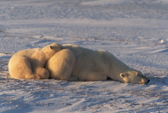 Картинка медведи животные