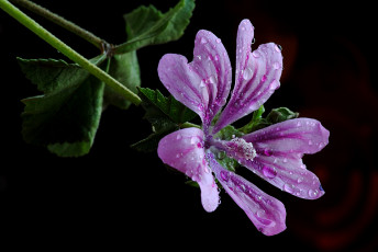 Картинка цветы