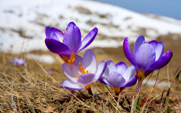 Картинка цветы крокусы