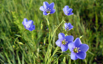 Картинка цветы луговые полевые