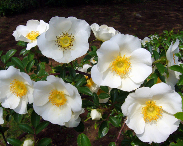 Обои картинки фото цветы, шиповник