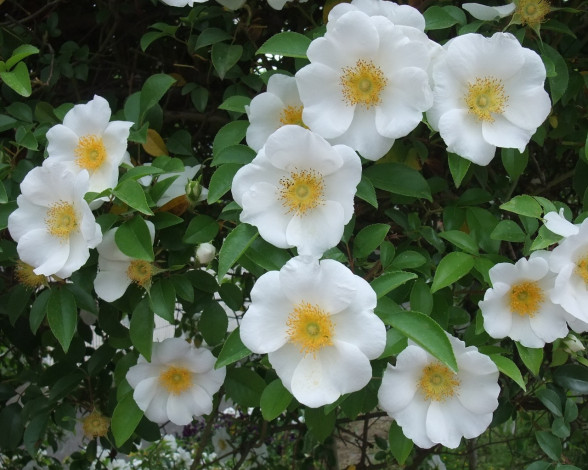 Обои картинки фото цветы, шиповник