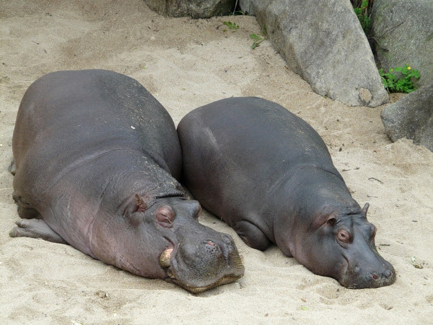 Обои картинки фото животные, бегемоты, толстый