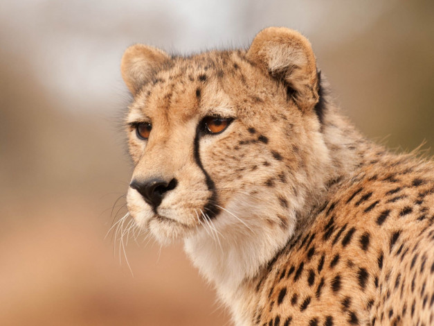 Обои картинки фото животные, гепарды