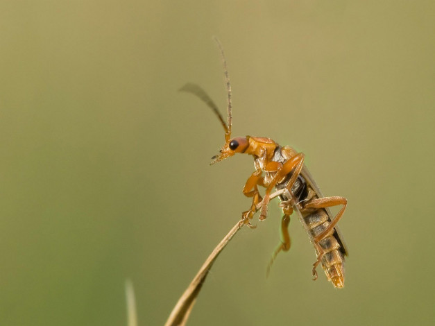 Обои картинки фото животные, насекомые