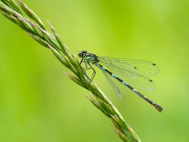 Обои картинки фото животные, насекомые