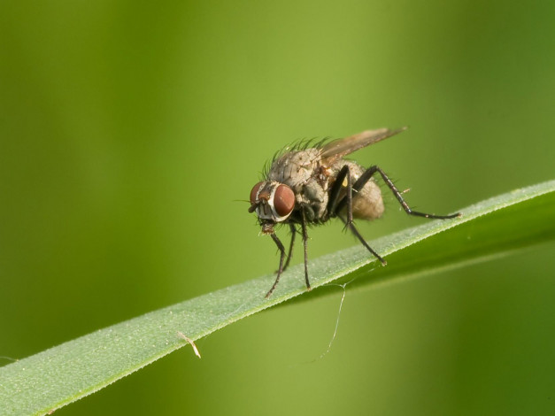 Обои картинки фото животные, насекомые