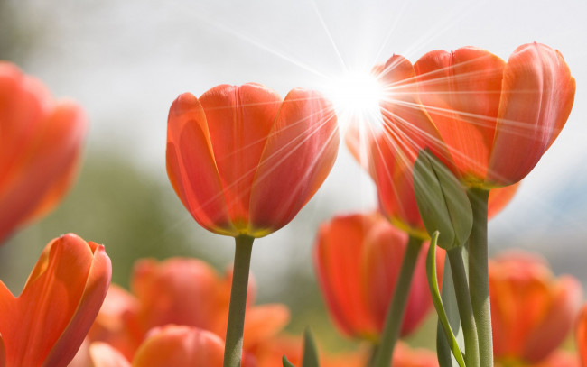 Обои картинки фото цветы, тюльпаны