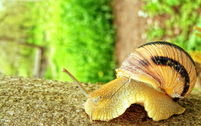 Обои картинки фото животные, улитки