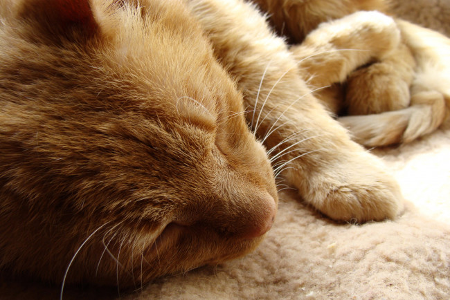 Обои картинки фото животные, коты