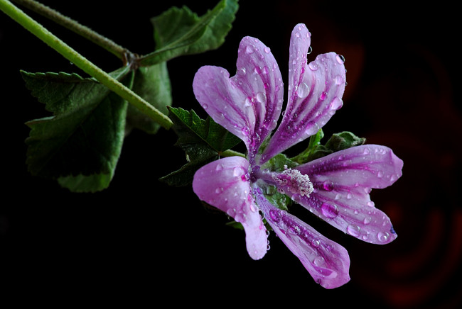 Обои картинки фото цветы