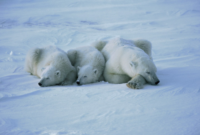 Обои картинки фото медведи, животные
