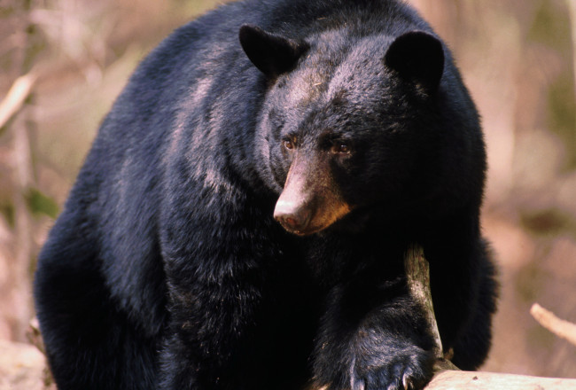 Обои картинки фото медведи, животные