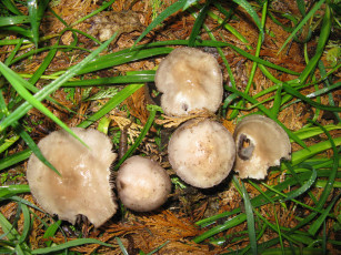 Картинка природа грибы лес трава