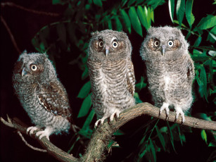 Картинка животные совы ветка листья совята