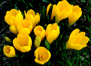 Картинка цветы крокусы желтые