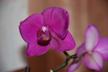 Картинка цветы орхидеи экзотика