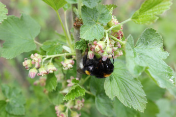 Картинка шмель животные пчелы осы шмели весна