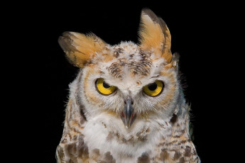 Картинка животные совы глаза взгляд уши