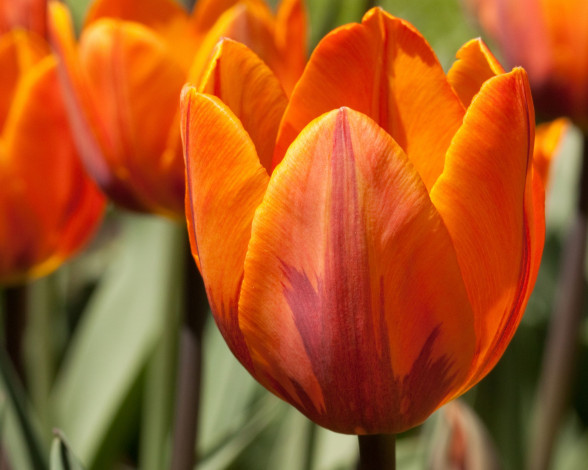 Обои картинки фото цветы, тюльпаны, бутон