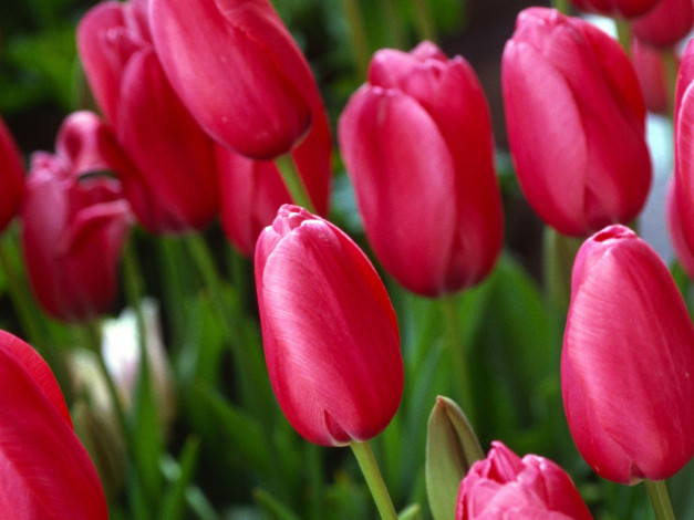 Обои картинки фото цветы, тюльпаны, бутоны