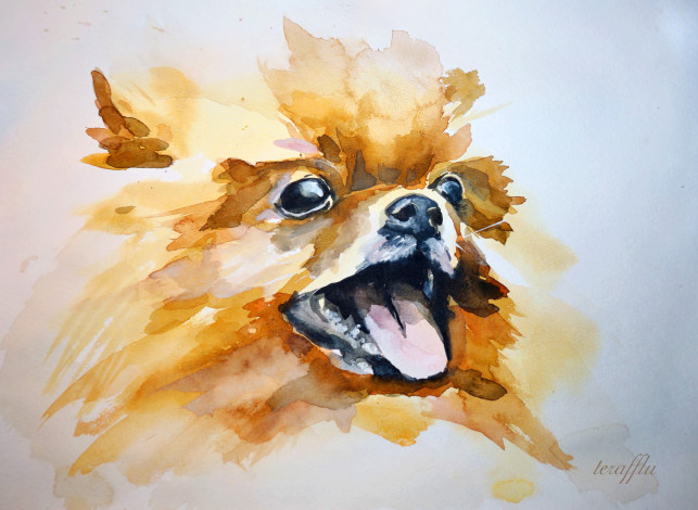 Обои картинки фото рисованные, животные, собаки, шпиц