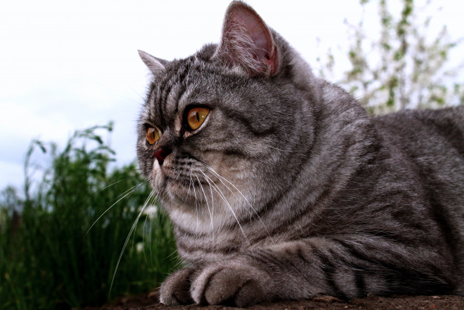 Обои картинки фото животные, коты, британец