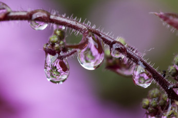 Картинка природа макро стебелёк капли