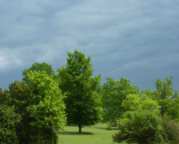 Обои картинки фото природа, деревья, пейзаж, тучи