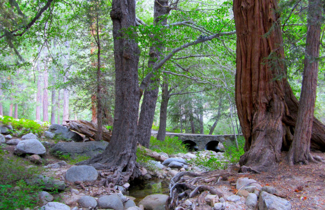 Обои картинки фото природа, парк, камни, мостик, ручей, стволы, корни