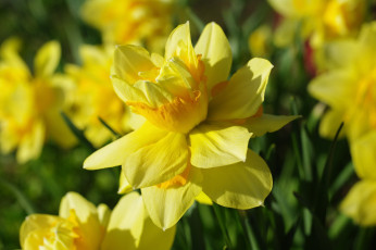 Картинка цветы нарциссы нарцисс лепестки макро желтый