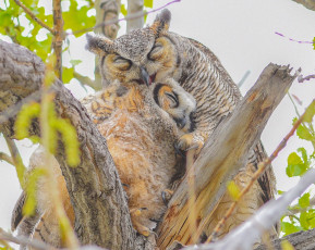 Картинка животные совы виргинский филин ветки материнская любовь птенец птицы