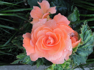 Картинка цветы бегония макро капли