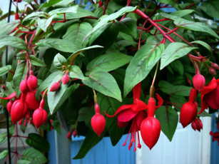 Картинка цветы фуксия красный