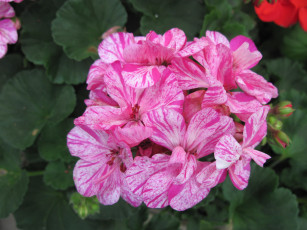 Картинка цветы герань пестрые