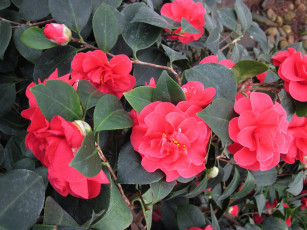 Картинка цветы камелии красный